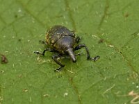 Larinus turbinatus 4, Saxifraga-Ab H Baas