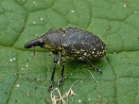 Larinus turbinatus 5, Saxifraga-Ab H Baas
