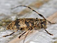 Leiopus nebulosus cf linnei 4, Saxifraga-Ab H Baas