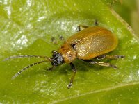 Lochmaea capreae