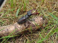 Lucanus cervus 104, Vliegend hert, male, Saxifraga-Hans Grotenhuis