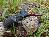 Lucanus cervus 106, Vliegend hert, male, Saxifraga-Hans Grotenhuis