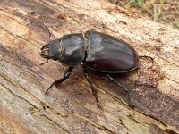 Lucanus cervus 107, Vliegend hert, female, Saxifraga-Hans Grotenhuis