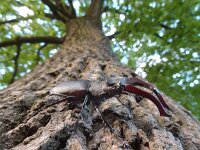 Lucanus cervus 44, Vliegend hert, Saxifraga-Mark Zekhuis