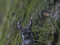 Lucanus cervus 47, Vliegend hert, Saxifraga-Jan Nijendijk