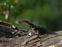 Lucanus cervus 51, Vliegend hert, Saxifraga-Jan Nijendijk