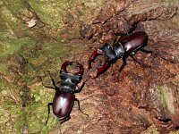 Lucanus cervus 6, Vliegend hert, Saxifraga-Mark Zekhuis