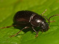 Nalassus laevioctostriatus 3, Saxifraga-Ab H Baas