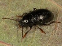 Nalassus laevioctostriatus 8, Saxifraga-Ab H Baas