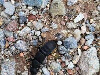 Ocypus olens 3, Stinkende kortschild, Saxifraga-Ben Delbaere