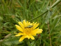 Oedemera nobilis 11, Fraaie schijnbok, Saxifraga-Peter Meininger