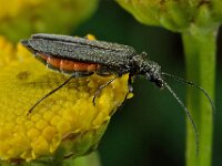 Oedemera sp