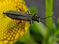 Oedemera sp 3, Saxifraga-Ab H Baas