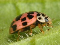 Oenopia conglobata 5, Vloeivleklieveheersbeestje, Saxifraga-Ab H Baas