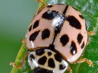 Oenopia conglobata 9, Vloeivleklieveheersbeestje, Saxifraga-Ab H Baas