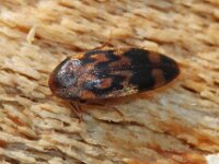 Orchesia undulata 2, Saxifraga-Sytske Dijksen