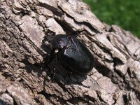 Osmoderma eremita 2, Juchtleerkever, Saxifraga-Al Vrezec