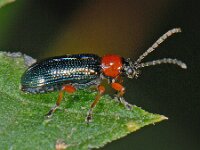Oulema sp