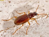 Oxypselaphus obscurus