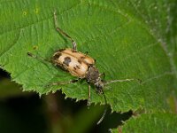 Pachytodes cerambyciformis 4, Korte smalboktor, Saxifraga-Ab H Baas