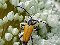 Paracorymbia fulva 2, Zwarttip-smalboktor, Saxifraga-Ben Delbaere
