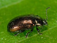 Phratora sp 3, Saxifraga-Ab H Baas