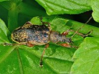 Phyllobius glaucus 4, Grote bladsnuitkever, Saxifraga-Ab H Baas