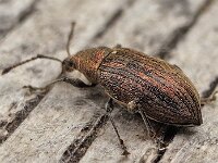Phyllobius pyri 4, Gestreepte bladsnuitkever, Saxifraga-Ab H Baas