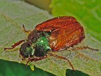 Phyllopertha horticola 12, Rozenkever, Saxifraga-Ab H Baas