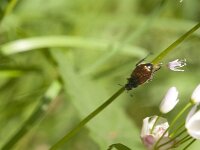 Phyllopertha horticola 20, Rozenkever, Saxifraga-Jan van der Straaten
