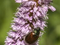 Phyllopertha horticola 21, Rozenkever, Saxifraga-Jan van der Straaten
