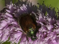 Phyllopertha horticola 26, Rozenkever, Saxifraga-Jan van der Straaten