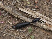 Physomeloa corallifer
