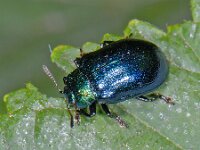 Plagiodera versicolora 2, Rond griendhaantje, Saxifraga-Ab H Baas