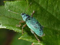 Polydrusus formosus