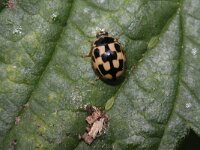 Propylea quatuordecimpunctata 1, Schaakbordlieveheersbeestje, Saxifraga-Rutger Barendse