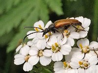 Pseudovadonia livida 1, Ingekeepte smalboktor, Saxifraga-Ab H Baas