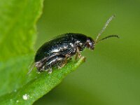 Psylliodes sp