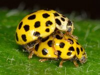 Psyllobora vigintiduopunctata