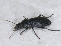 Pterostichus melanarius #09018 : Pterostichus melanarius, Gewone streeploopkever