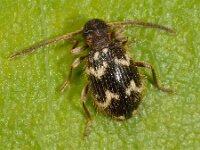 Ptinus rufipes