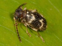 Ptinus rufipes 2, Saxifraga-Ab H Baas