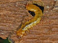Pyrochroa sp