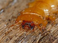 Pyrochroa sp 3, Vuurkever, Saxifraga-Ab H Baas