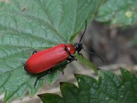 Pyrochroa coccinea 9, Zwartkopvuurkever, Saxifraga-Ab H Baas