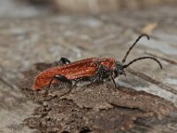 Pyrrhidium sanguineum 4, Vuurboktor, Saxifraga-Ab H Baas
