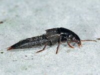 Quedius sp