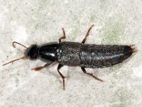 Quedius sp 2, Saxifraga-Ab H Baas