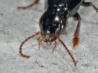 Quedius sp 3, Saxifraga-Ab H Baas