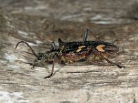 Rhagium bifasciatum 2, Bonte ribbelboktor, Saxifraga-Ab H Baas